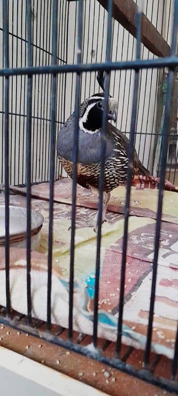 Selling Celifornia Quail. 0