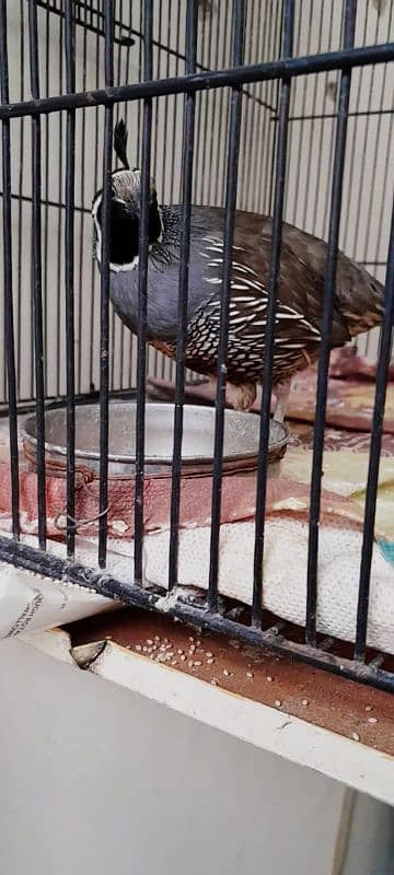 Selling Celifornia Quail. 3