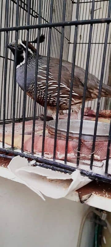 Selling Celifornia Quail. 4