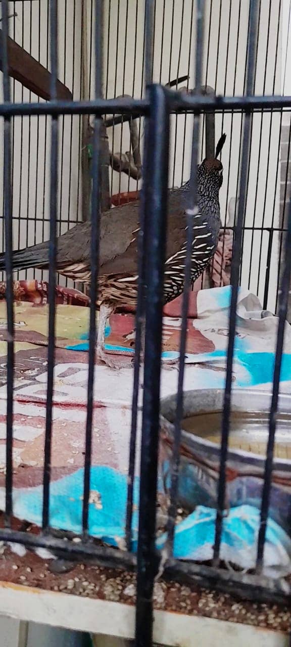 Selling Celifornia Quail. 6