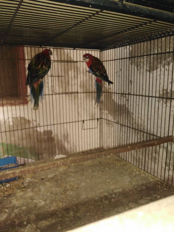 Red Rosella parrot pair 0