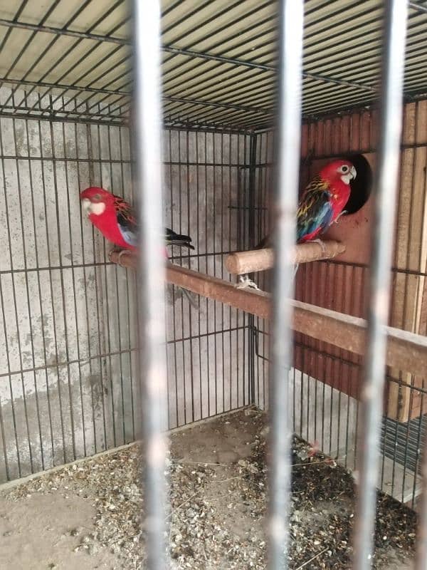 Red Rosella parrot pair 1