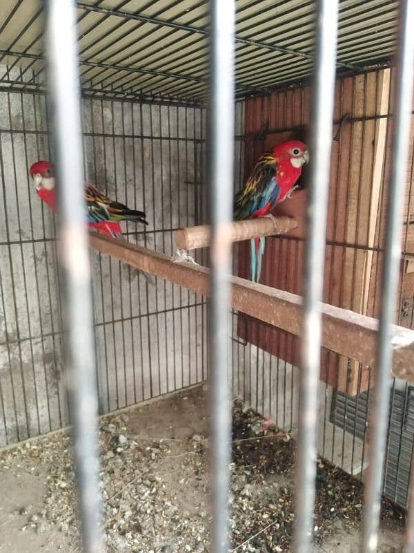 Red Rosella parrot pair 2