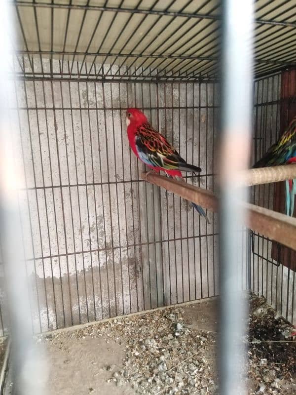 Red Rosella parrot pair 3