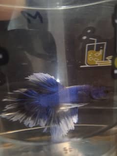 blue butterfly betta for sale