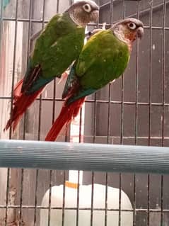 Extreme Red Factor Green Cheek Conure