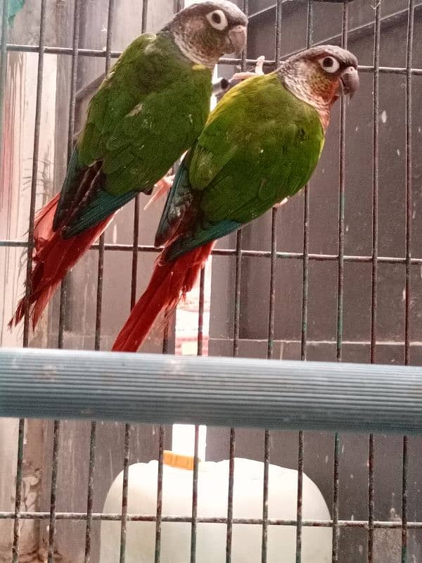 Extreme Red Factor Green Cheek Conure 0