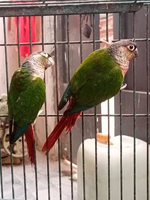 Extreme Red Factor Green Cheek Conure 1