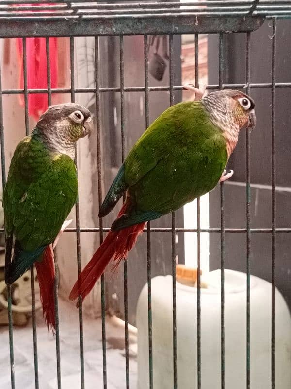 Extreme Red Factor Green Cheek Conure 2