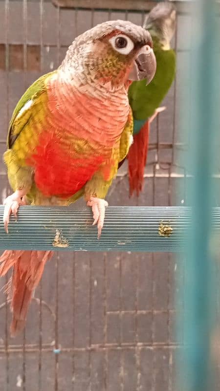 Extreme Red Factor Green Cheek Conure 3