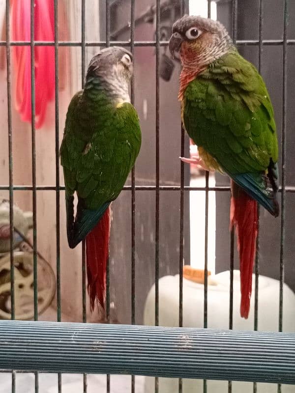 Extreme Red Factor Green Cheek Conure 4