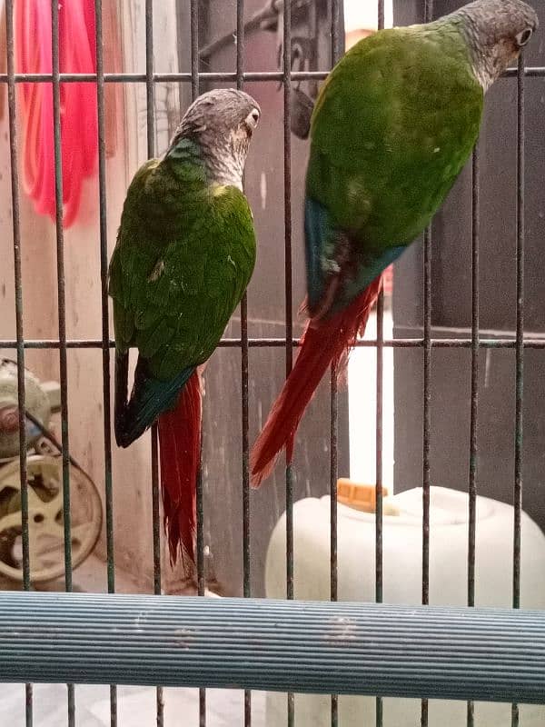 Extreme Red Factor Green Cheek Conure 5