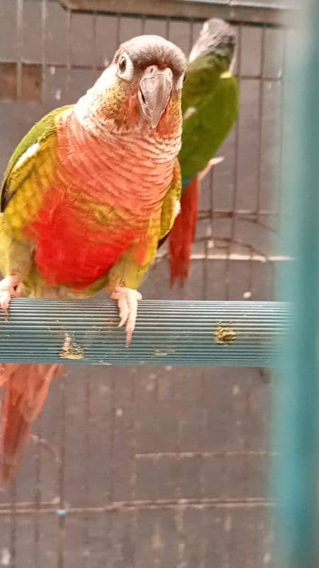 Extreme Red Factor Green Cheek Conure 6