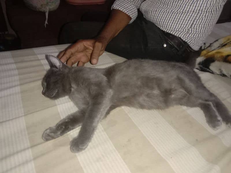 selling my cute cat 1