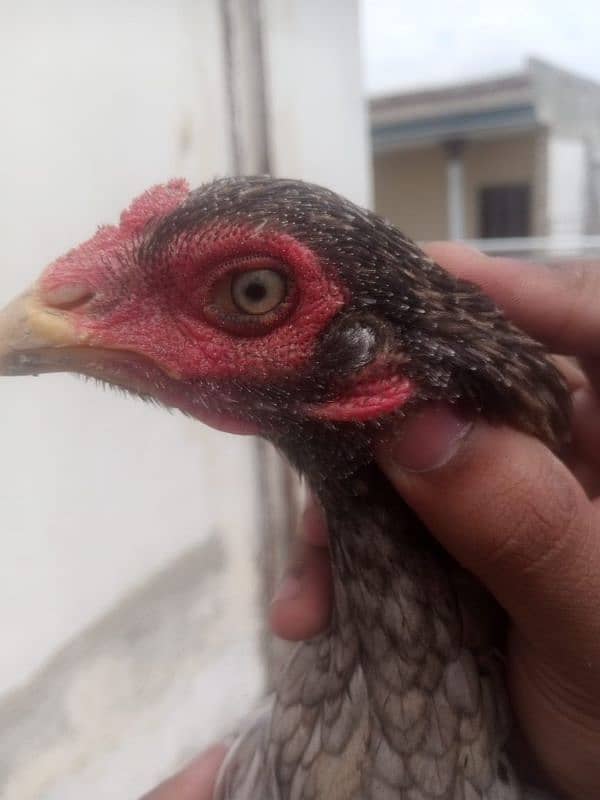 aseel 1 eye female for sale 3