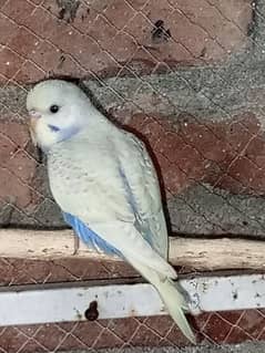 Healthy and Active Budgies for Sale – Only 350 Rupees Each!