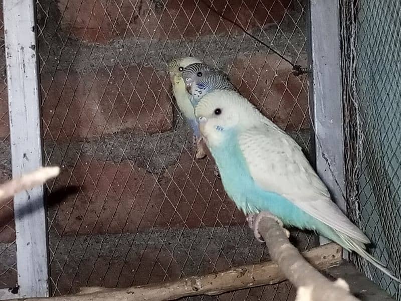 Healthy and Active Budgies for Sale – Only 350 Rupees Each! 1