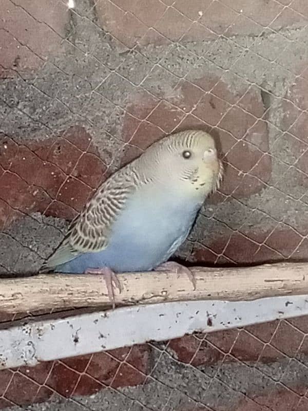 Healthy and Active Budgies for Sale – Only 350 Rupees Each! 2