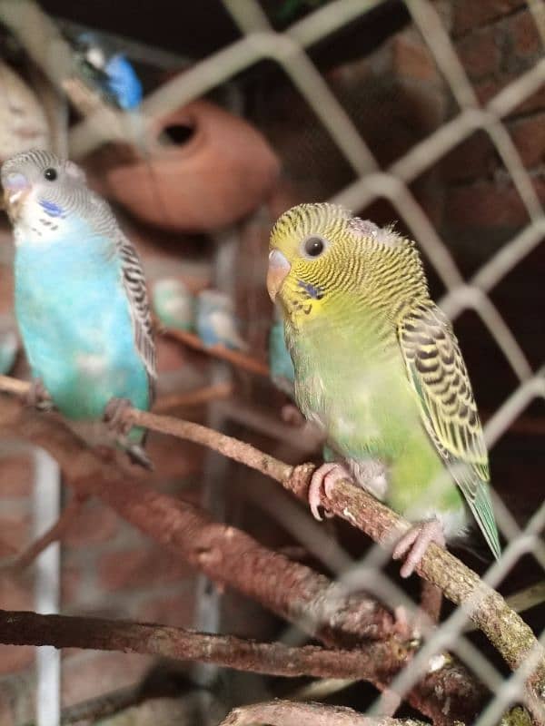 Healthy and Active Budgies for Sale – Only 350 Rupees Each! 3