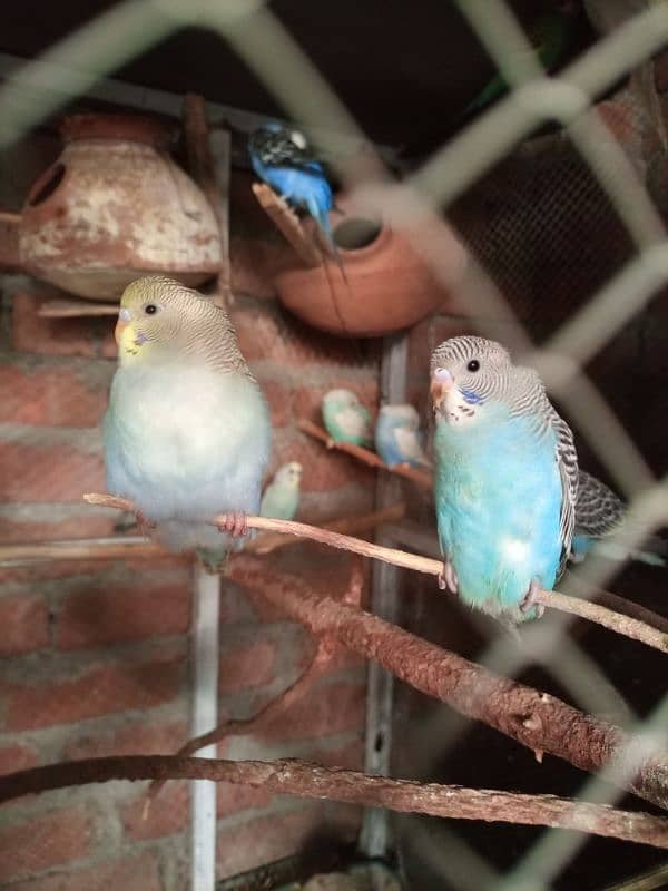 Healthy and Active Budgies for Sale – Only 350 Rupees Each! 4