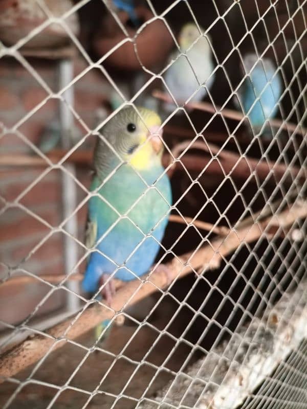 Healthy and Active Budgies for Sale – Only 350 Rupees Each! 5