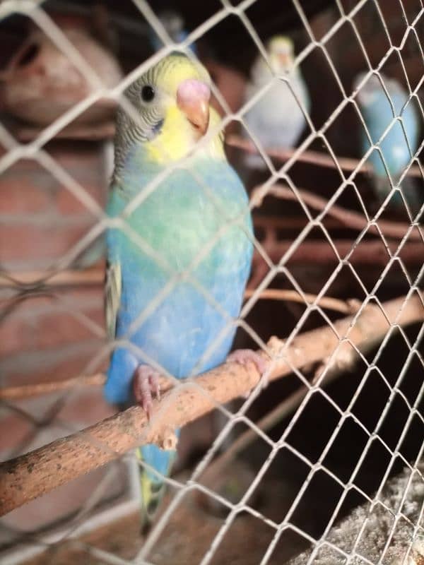 Healthy and Active Budgies for Sale – Only 350 Rupees Each! 6