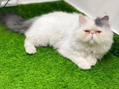 CFA Persian Male Cat Peke Piki Peki face ( cross , Mating)