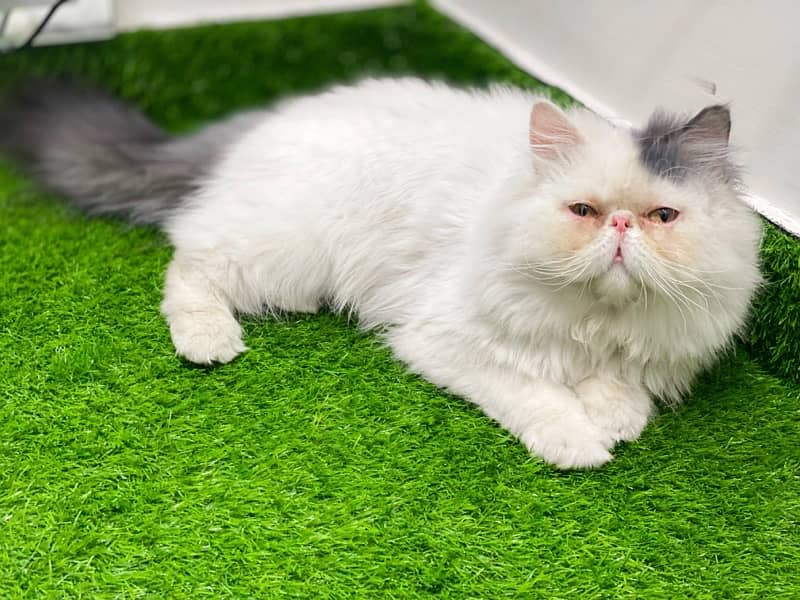 CFA Persian Male Cat Peke Piki Peki face ( cross , Mating) 0