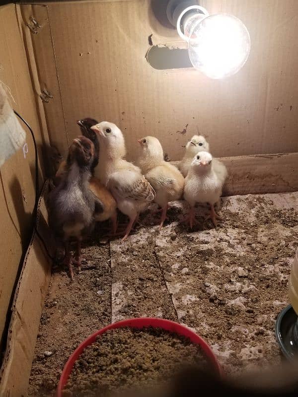 Aseel Chicks / Aseel Saleti / Aseel Mushka For Sale Reasonable Price 7