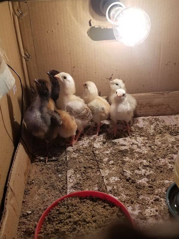 Aseel Chicks / Aseel Saleti / Aseel Mushka For Sale Reasonable Price 8