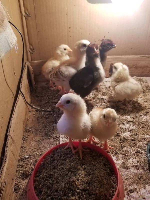 Aseel Chicks / Aseel Saleti / Aseel Mushka For Sale Reasonable Price 10