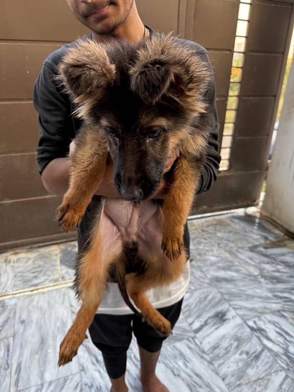 German Shepherd Double coat Puppy 2