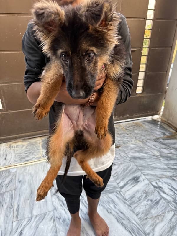 German Shepherd Double coat Puppy 1