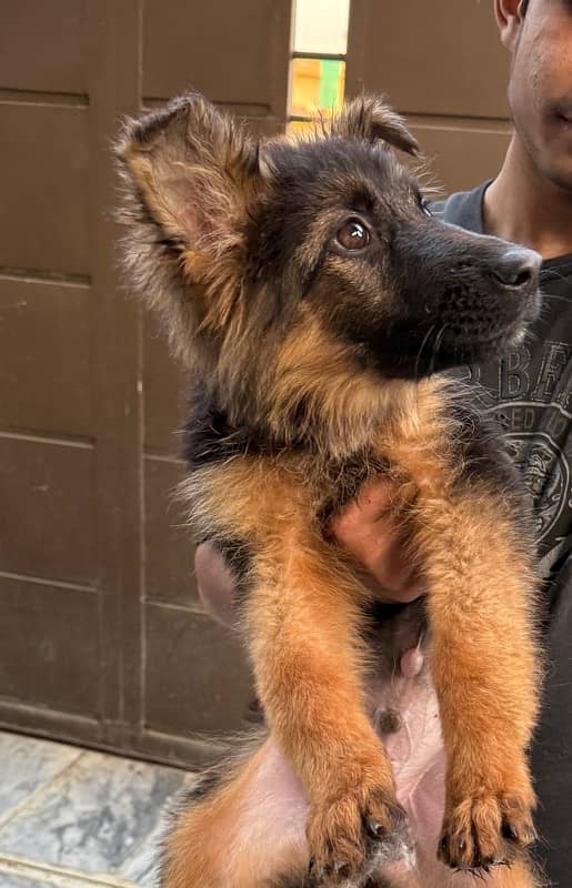 German Shepherd Double coat Puppy 0