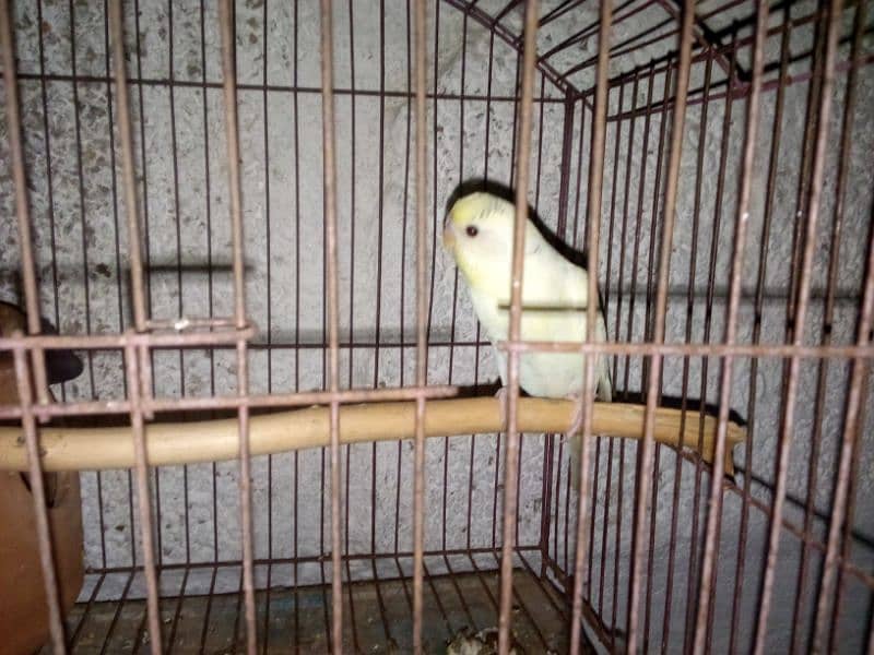 there are two parrots the female laying eggs with cage only 2500 0