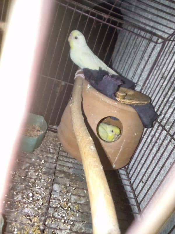 there are two parrots the female laying eggs with cage only 2500 2