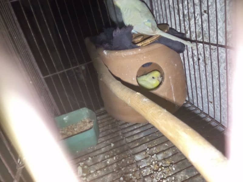 there are two parrots the female laying eggs with cage only 2500 3