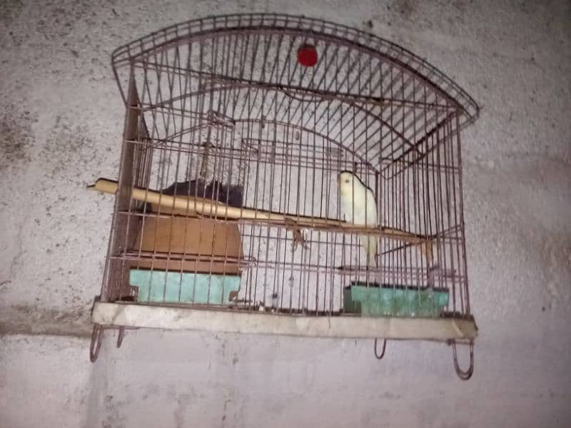 there are two parrots the female laying eggs with cage only 2500 4