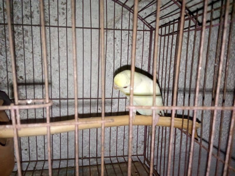 there are two parrots the female laying eggs with cage only 2500 5