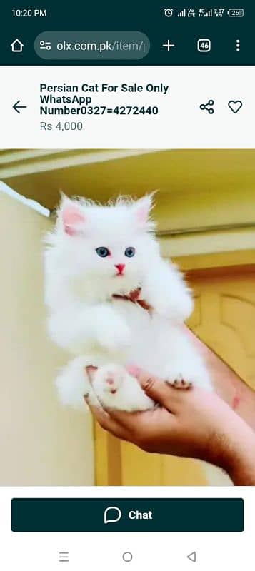 Persian cat for sale only WhatsApp number0327=4272440 1