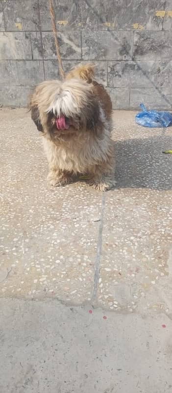 Shihtzu Male for sale 0