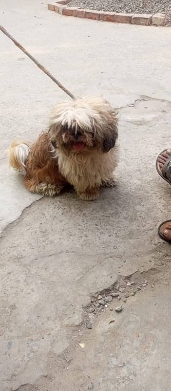 Shihtzu Male for sale 2