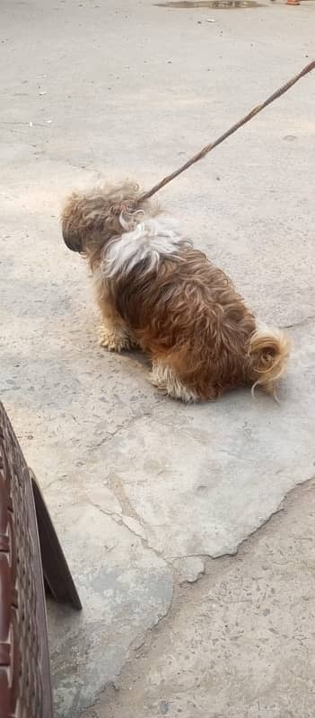 Shihtzu Male for sale 3