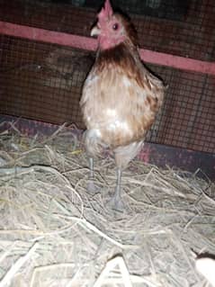 egg laying active hen