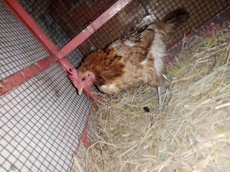 egg laying active hen 1