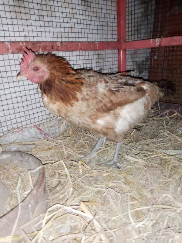 egg laying active hen 2