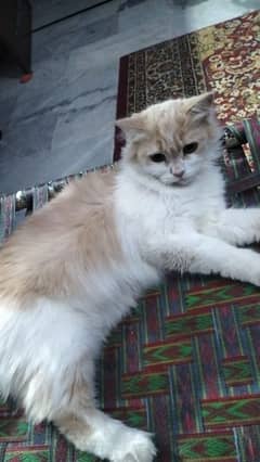 Persian Kitten Cats For Sale