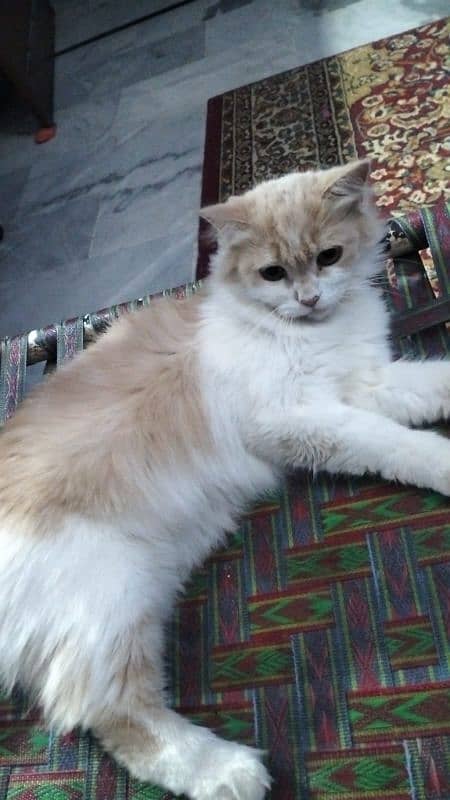 Persian Kitten Cats For Sale 0