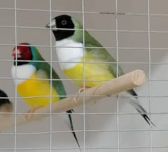 Blue n Blue Split Gouldian Pairs n Chicks