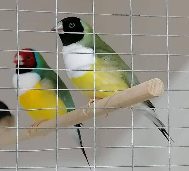 Blue n Blue Split Gouldian Pairs n Chicks 0